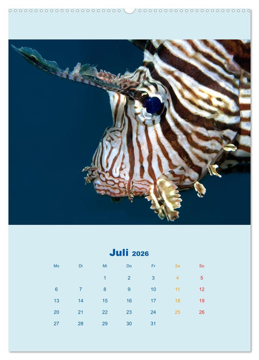 Portraitaufnahmen - Fische (CALVENDO Premium Wandkalender 2026)