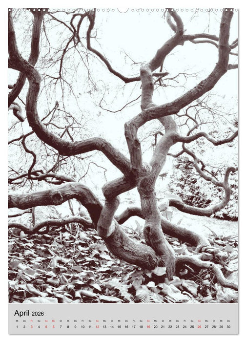 Natur monochrom Die besondere Wirkung (CALVENDO Premium Wandkalender 2026)
