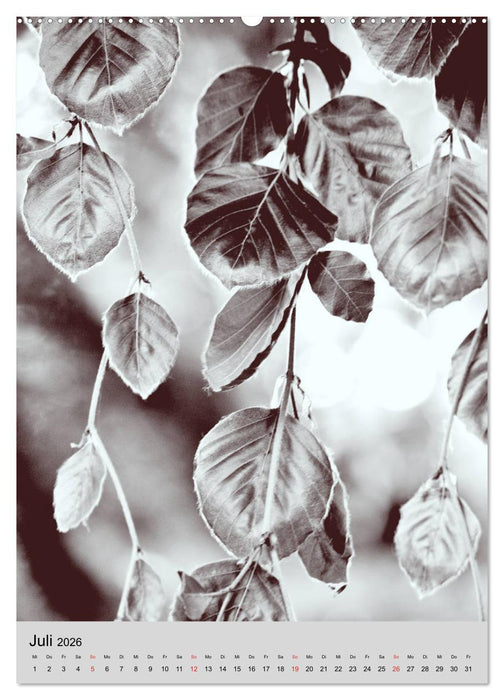 Natur monochrom Die besondere Wirkung (CALVENDO Premium Wandkalender 2026)