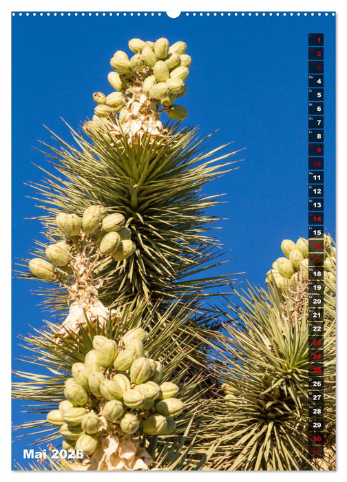 Impressionen aus dem JOSHUA TREE NATIONAL PARK (CALVENDO Wandkalender 2026)