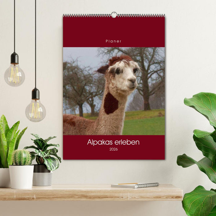 Alpakas erleben (CALVENDO Wandkalender 2026)