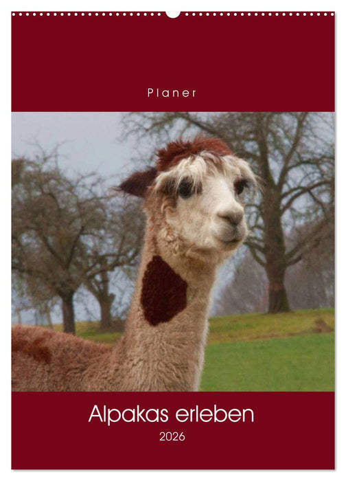 Alpakas erleben (CALVENDO Wandkalender 2026)