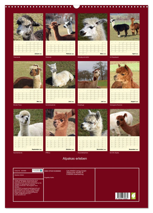Alpakas erleben (CALVENDO Wandkalender 2026)