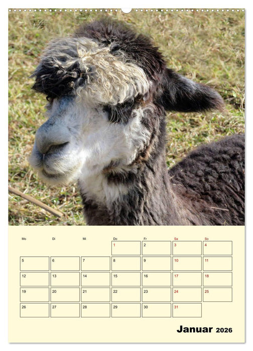 Alpakas erleben (CALVENDO Wandkalender 2026)