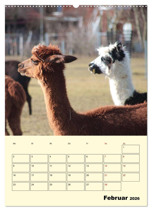 Alpakas erleben (CALVENDO Wandkalender 2026)
