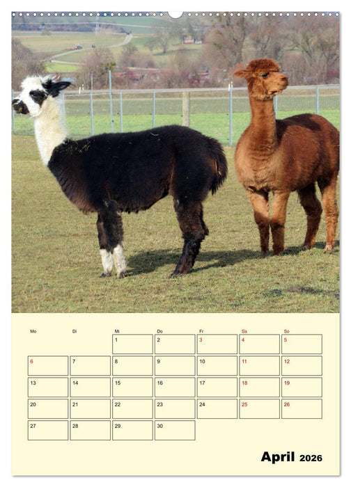 Alpakas erleben (CALVENDO Wandkalender 2026)