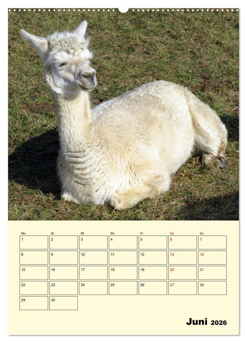Alpakas erleben (CALVENDO Wandkalender 2026)