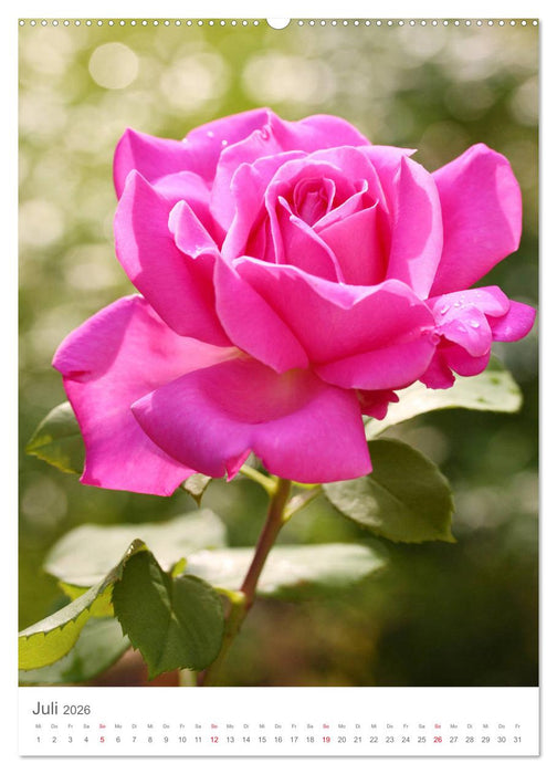 Glücklich mit Rosen (CALVENDO Premium Wandkalender 2026)