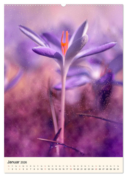 Traumzeitmomente (CALVENDO Wandkalender 2026)