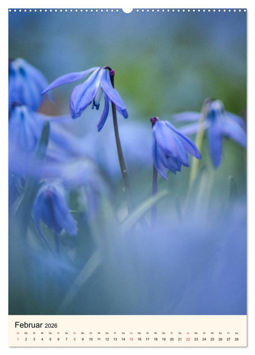 Traumzeitmomente (CALVENDO Wandkalender 2026)