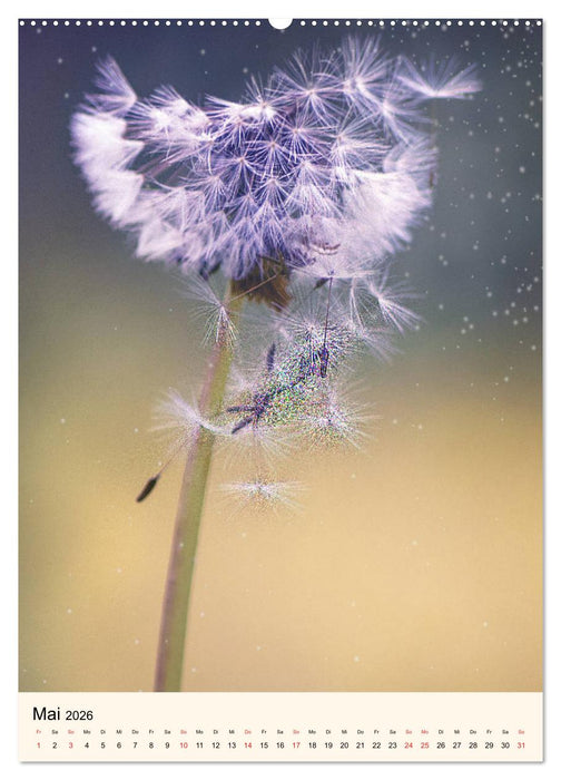 Traumzeitmomente (CALVENDO Wandkalender 2026)