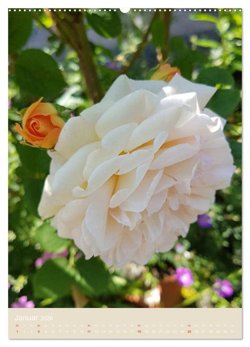 Rosenporträts (CALVENDO Premium Wandkalender 2026)