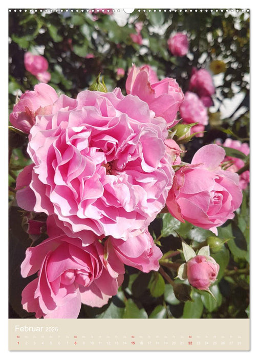 Rosenporträts (CALVENDO Premium Wandkalender 2026)