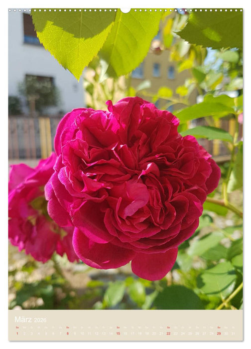 Rosenporträts (CALVENDO Premium Wandkalender 2026)