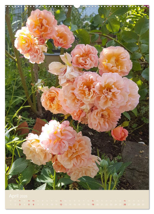 Rosenporträts (CALVENDO Premium Wandkalender 2026)