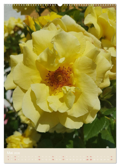 Rosenporträts (CALVENDO Premium Wandkalender 2026)