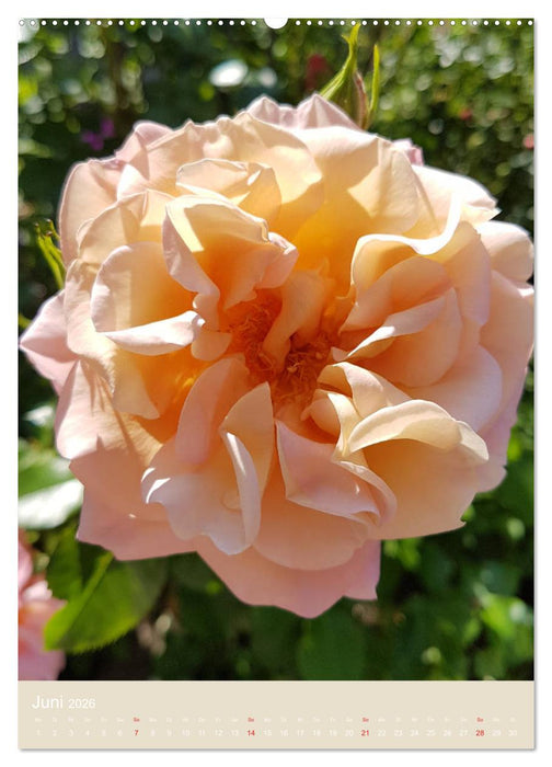 Rosenporträts (CALVENDO Premium Wandkalender 2026)