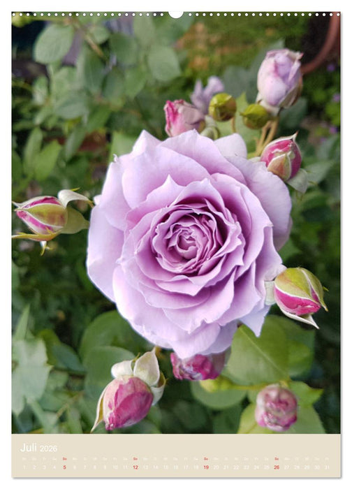 Rosenporträts (CALVENDO Premium Wandkalender 2026)