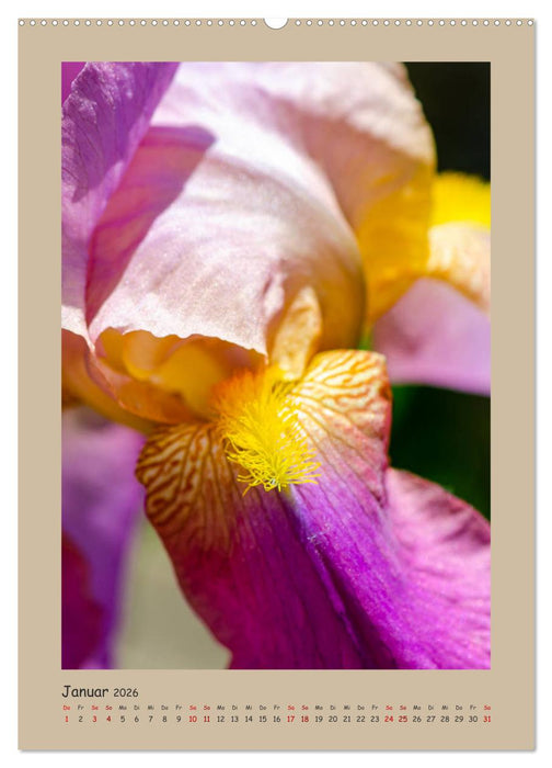 Zauberhafte Iris (CALVENDO Premium Wandkalender 2026)