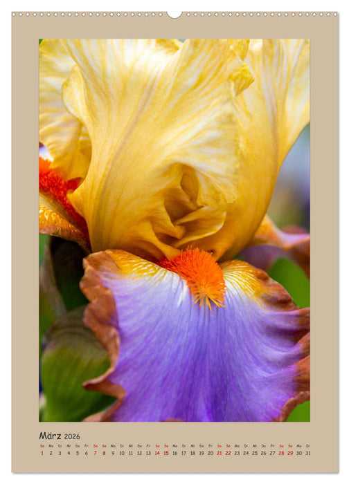 Zauberhafte Iris (CALVENDO Premium Wandkalender 2026)