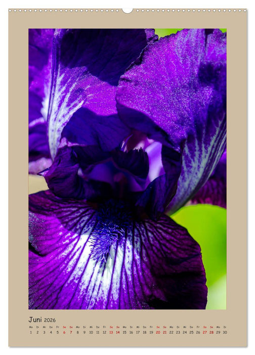 Zauberhafte Iris (CALVENDO Premium Wandkalender 2026)