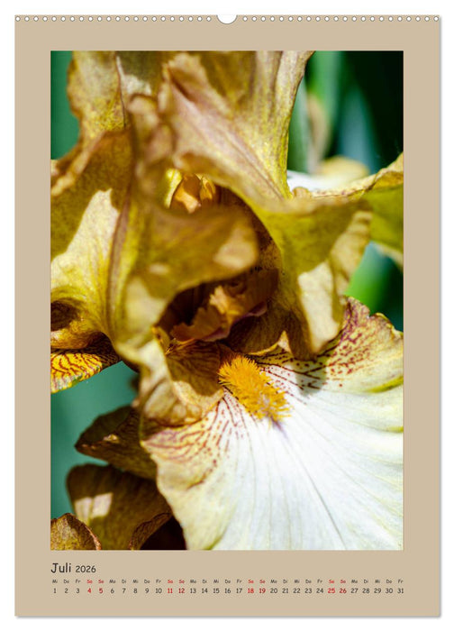 Zauberhafte Iris (CALVENDO Premium Wandkalender 2026)