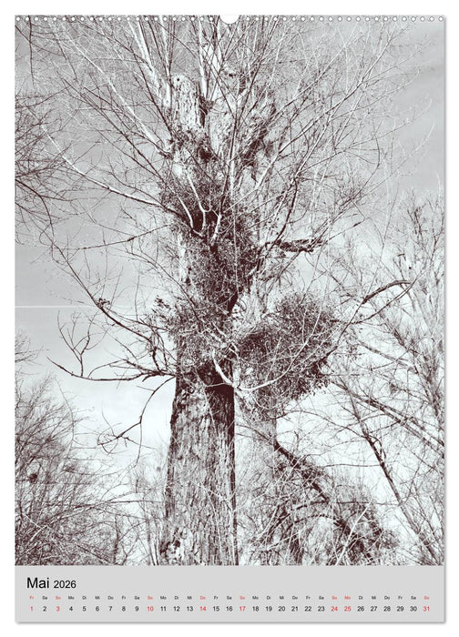 Natur monochrom Die besondere Wirkung (CALVENDO Wandkalender 2026)