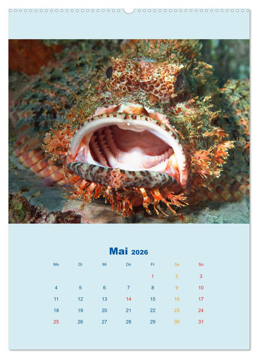 Portraitaufnahmen - Fische (CALVENDO Wandkalender 2026)