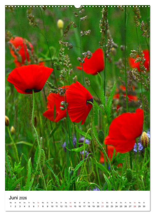 Heiligenhafen Ein Spaziergang (CALVENDO Wandkalender 2026)