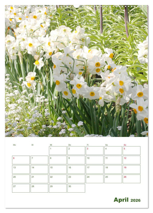 Weiße Blüten im Grünen (CALVENDO Premium Wandkalender 2026)