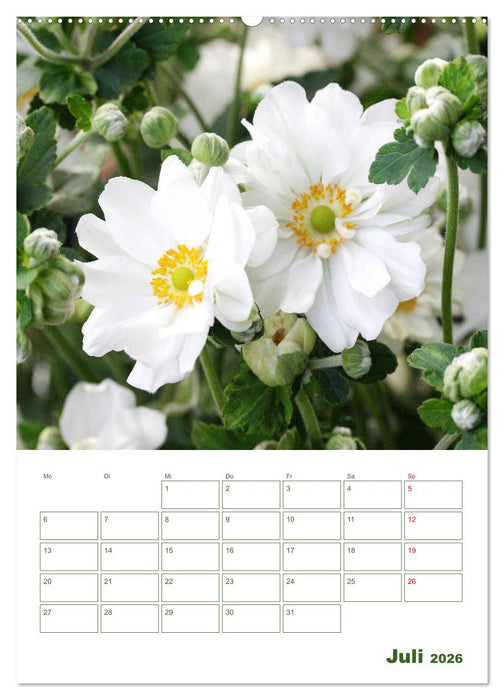 Weiße Blüten im Grünen (CALVENDO Premium Wandkalender 2026)