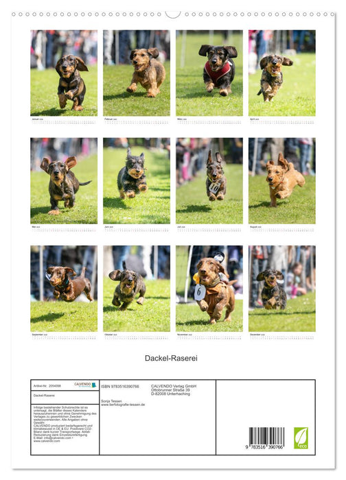 Dackel-Raserei (CALVENDO Premium Wandkalender 2026)