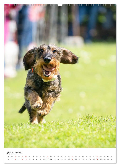 Dackel-Raserei (CALVENDO Premium Wandkalender 2026)