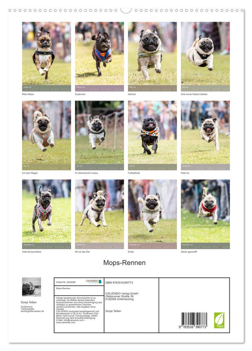 Mops-Rennen (CALVENDO Premium Wandkalender 2026)