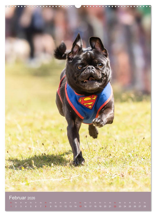 Mops-Rennen (CALVENDO Premium Wandkalender 2026)