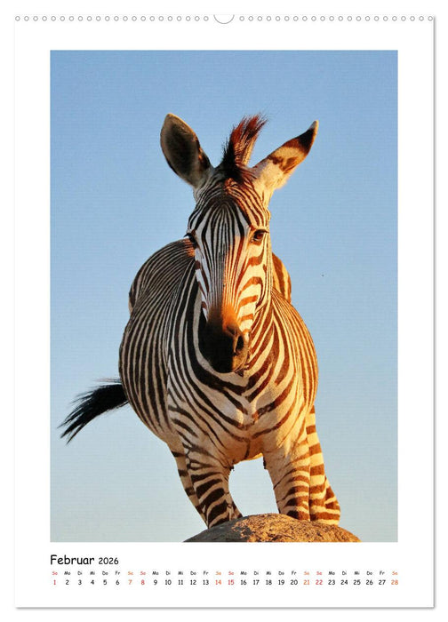 SÜDAFRIKA - WILDTIERE IM PORTRAIT (CALVENDO Wandkalender 2026)