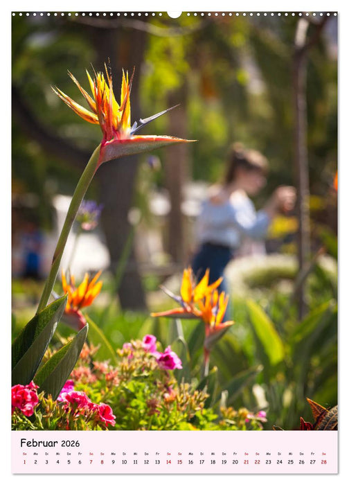 Madeira - wiederentdeckt (CALVENDO Premium Wandkalender 2026)