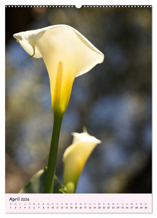 Madeira - wiederentdeckt (CALVENDO Premium Wandkalender 2026)