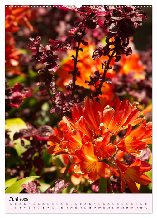 Madeira - wiederentdeckt (CALVENDO Premium Wandkalender 2026)