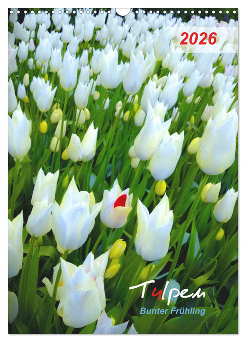 Tulpen. Bunter Frühling (CALVENDO Wandkalender 2026)