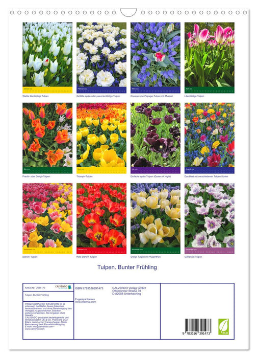 Tulpen. Bunter Frühling (CALVENDO Wandkalender 2026)