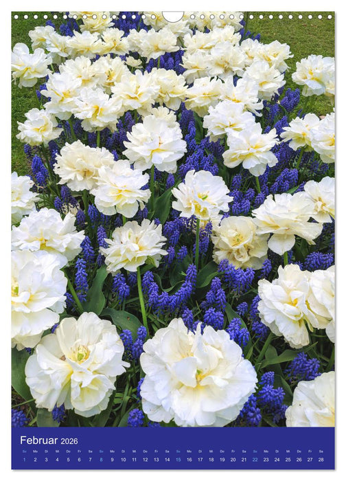 Tulpen. Bunter Frühling (CALVENDO Wandkalender 2026)