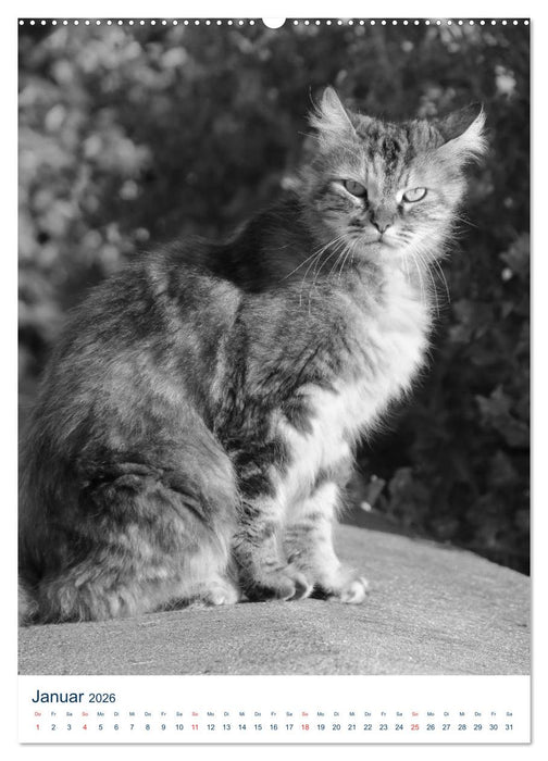 Wilde Katzen - Korsikas Samtpfoten (CALVENDO Wandkalender 2026)