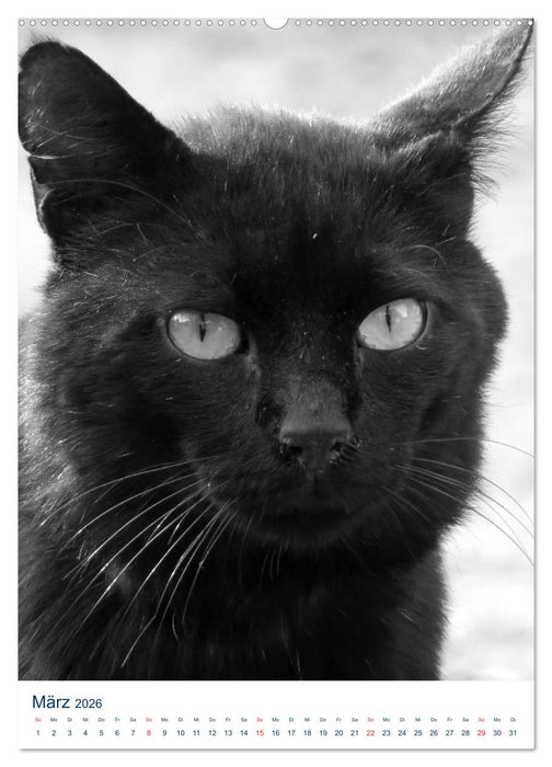 Wilde Katzen - Korsikas Samtpfoten (CALVENDO Wandkalender 2026)