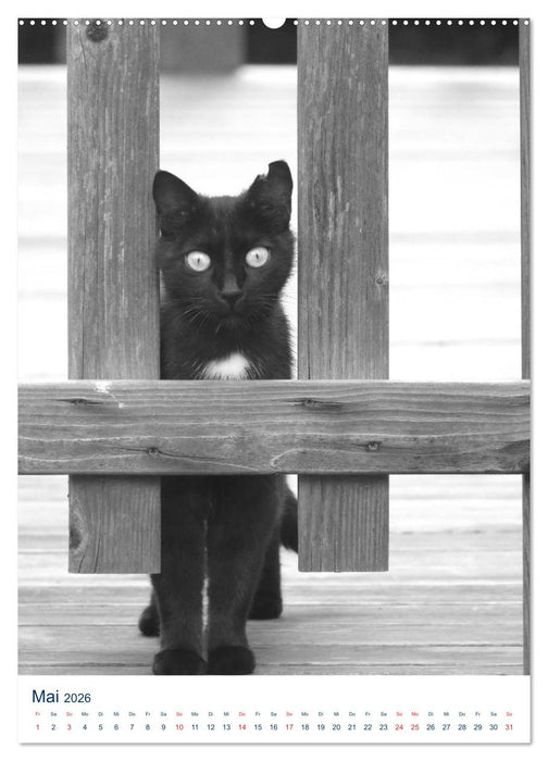 Wilde Katzen - Korsikas Samtpfoten (CALVENDO Wandkalender 2026)