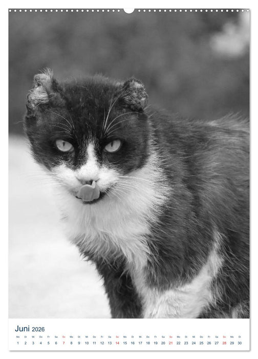 Wilde Katzen - Korsikas Samtpfoten (CALVENDO Wandkalender 2026)