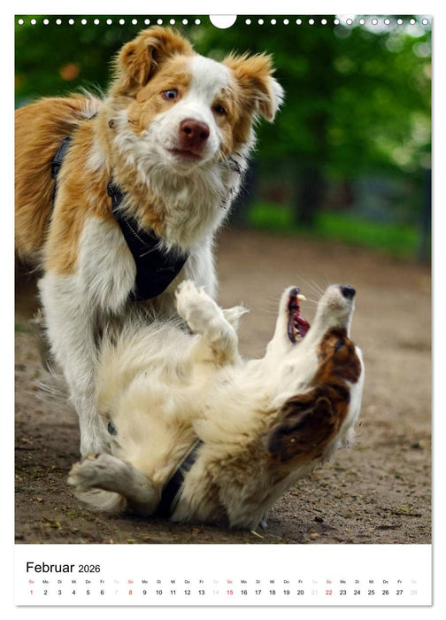 Hundefreunde (CALVENDO Wandkalender 2026)