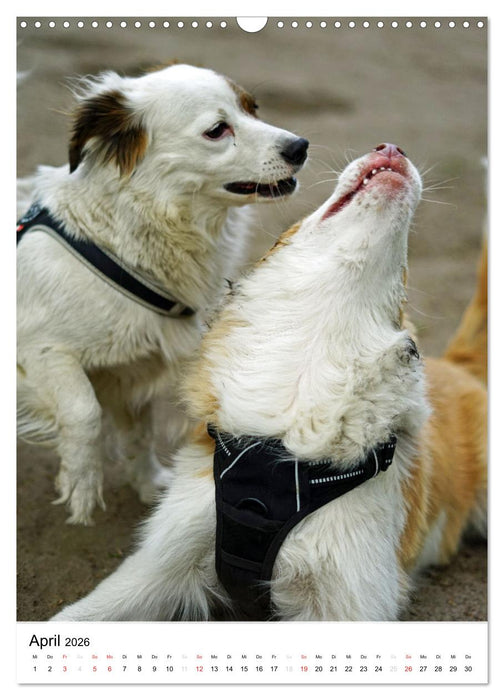 Hundefreunde (CALVENDO Wandkalender 2026)