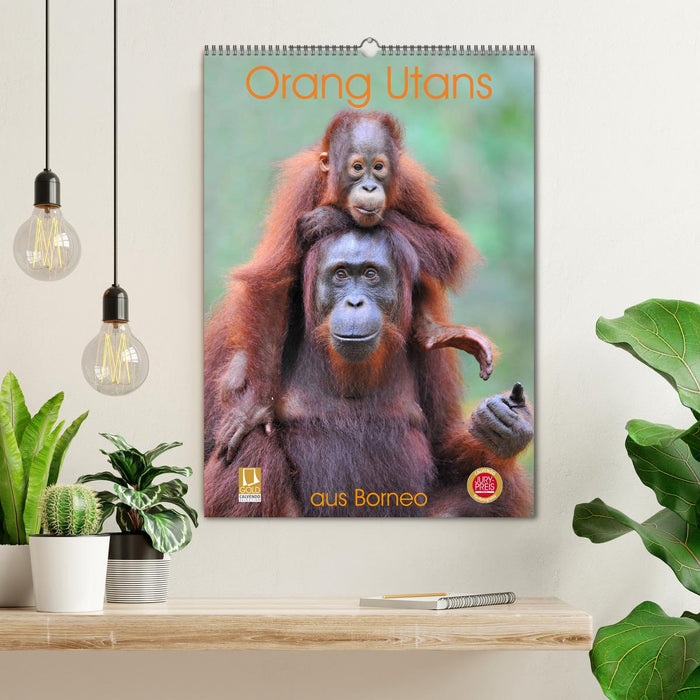 Orang Utans aus Borneo (CALVENDO Wandkalender 2026)