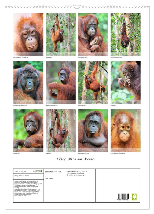 Orang Utans aus Borneo (CALVENDO Wandkalender 2026)